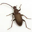 Lystronychus piliferus - photo 5