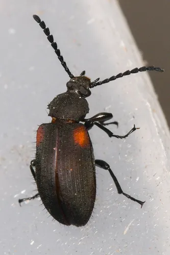 Lystronychus scapularis - Lystronychus scapularis