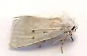 Lythrodes tripuncta - Hodges#9734 - photo 4