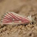 Lythrodes venatus - Hodges#9733