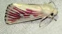 Lythrodes venatus - Hodges#9733 - photo 4