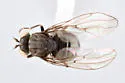 Lytogaster excavata - photo 2