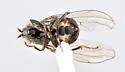 Lytogaster excavata - photo 4