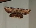 Lytrosis heitzmanorum - Hodges#6722