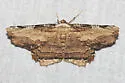 Lytrosis heitzmanorum - Hodges#6722 - photo 3