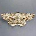 Lytrosis heitzmanorum - Hodges#6722 - photo 4