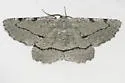 Lytrosis permagnaria - Hodges#6723 - photo 4