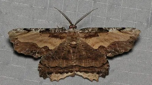 Lytrosis sinuosa - Hodges#6721