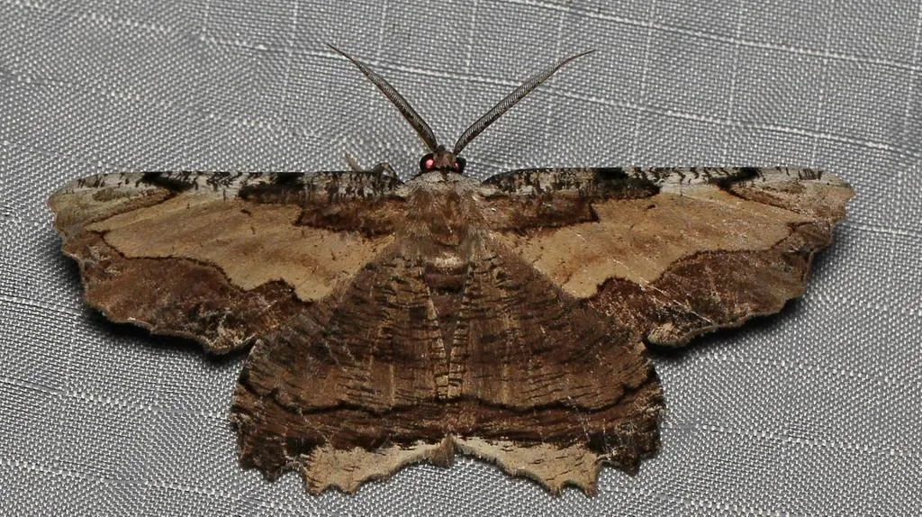 Lytrosis sinuosa - Hodges#6721 - photo 2