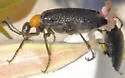 Lytta arizonica