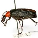 Lytta arizonica - photo 4