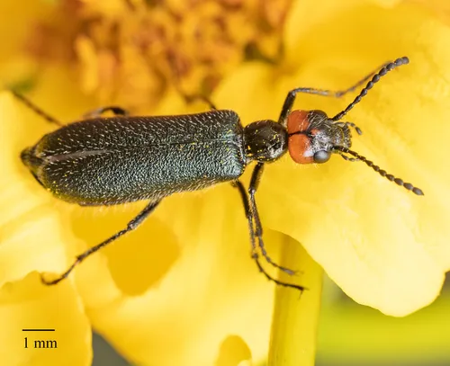Lytta auriculata