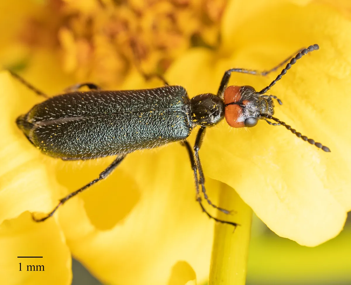 Lytta auriculata - photo 3