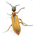Lytta biguttata