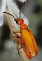 Lytta biguttata - photo 3