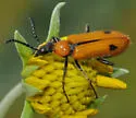 Lytta biguttata - photo 4