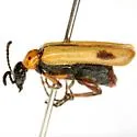Lytta biguttata - photo 5