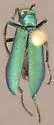 Lytta chloris