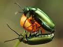 Lytta chloris - photo 2