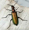 Lytta chloris - photo 3