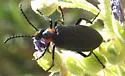 Lytta cribrata