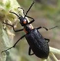 Lytta cribrata - photo 2
