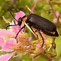 Lytta cribrata - photo 3