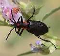 Lytta cribrata - photo 4
