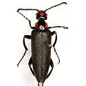 Lytta cribrata - photo 5