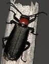 Lytta crotchii - photo 2