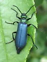 Green Blister Beetle