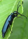 Green Blister Beetle - photo 2