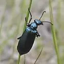 Green Blister Beetle - photo 3