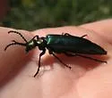 Green Blister Beetle - photo 4