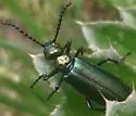 Green Blister Beetle - photo 5