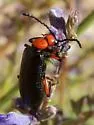 Lytta deserticola - photo 4