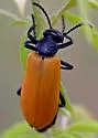 Pricklypoppy Blister Beetle
