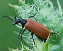 Pricklypoppy Blister Beetle - photo 2