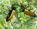 Pricklypoppy Blister Beetle - photo 3