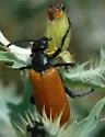 Pricklypoppy Blister Beetle - photo 4