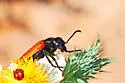 Pricklypoppy Blister Beetle - photo 5