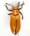 Lytta lecontei
