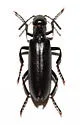 Lytta melaena - Lytta melaena
