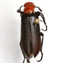 Lytta mutilata