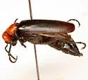 Lytta mutilata - photo 2