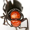 Lytta mutilata - photo 3
