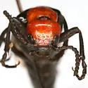 Lytta mutilata - photo 4