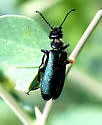 Lytta nigripilis - Lytta nigripilis