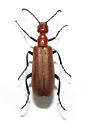 Lytta nitidicollis - Lytta nitidicollis