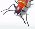Lytta nitidicollis - photo 2